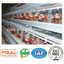 Poultry Farm Layer Chicken Raising Cages